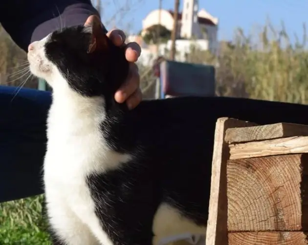 Cat Getting Pet