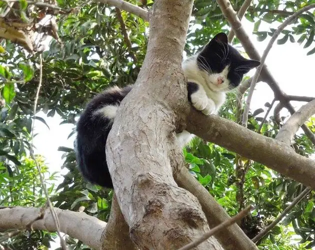 Cat In Tree