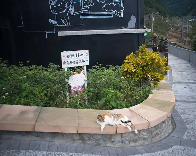 Cat Lounging On Bench