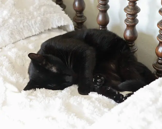 Cat Sleeping On Bed