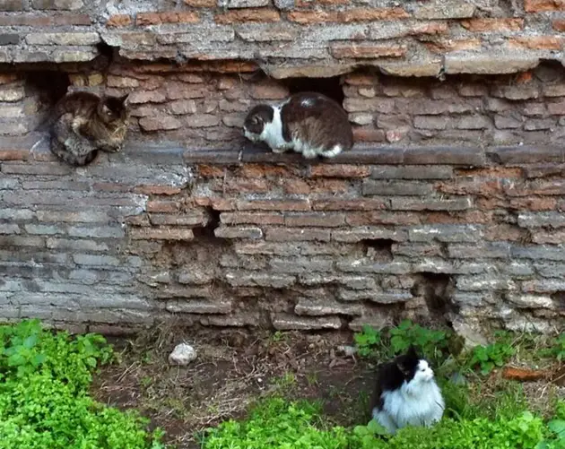 Cats At Roman City Sanctuary