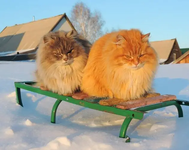 Cats On Sleigh