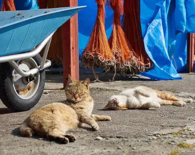 Cats Sleeping