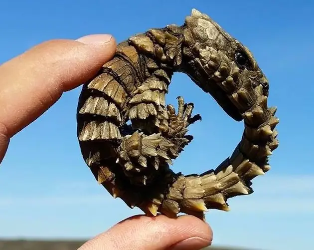 Curled Armadillo Lizard