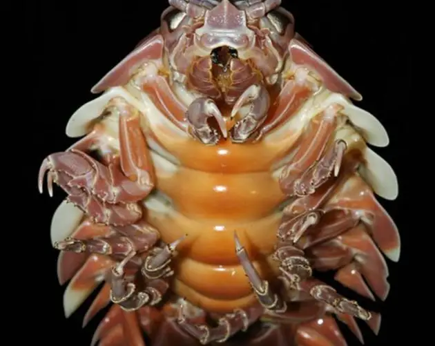 Giant Isopod