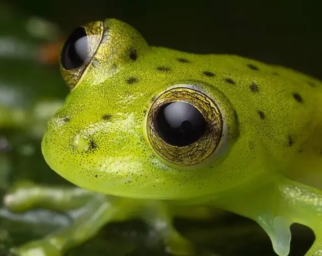 Weirdest Animals In The World