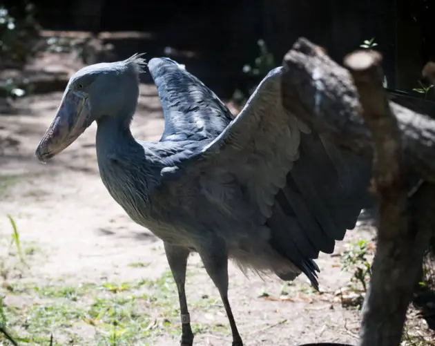 Gray Blue Shoebill Stork