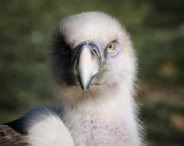 Griffon Vulture Staring