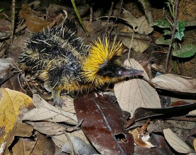 Lowland Streaked Tenrec In Leaf Patch