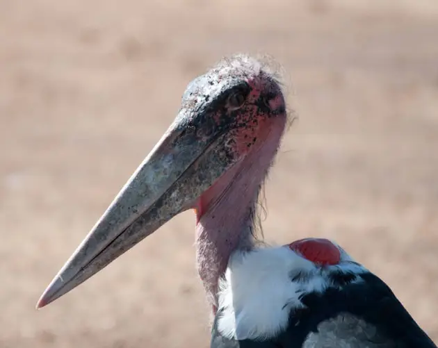 Marabou Stork Beak Up Close