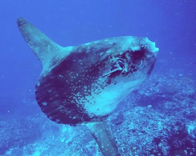 Mola Mola Swimming Near Reef