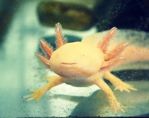 Pink Axolotl