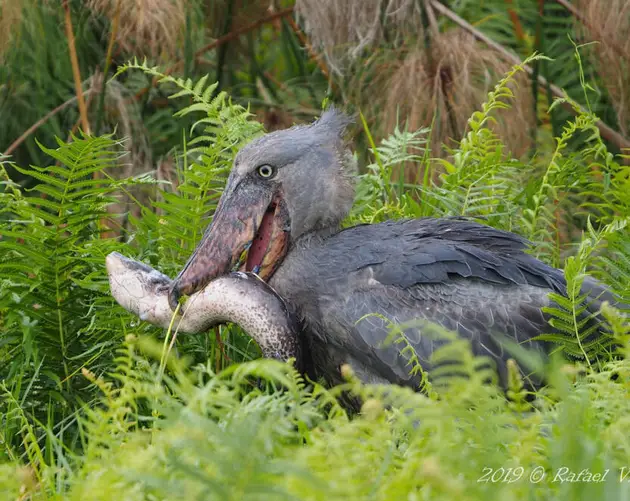 Shoebill Eating Lungfish