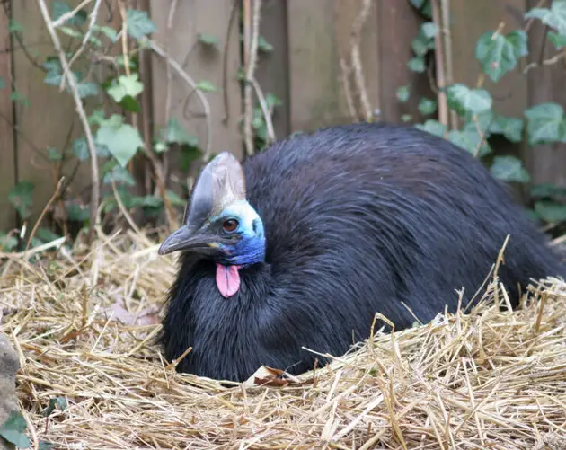 Southern Cassowary Resting