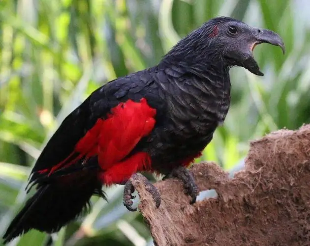 Scary Bird Squawking