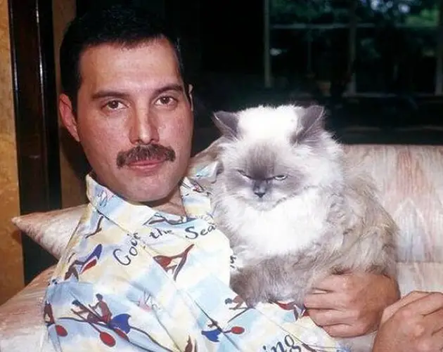 Mercury Holding Cat