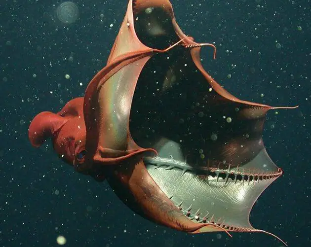 Vampire Squid Swimming