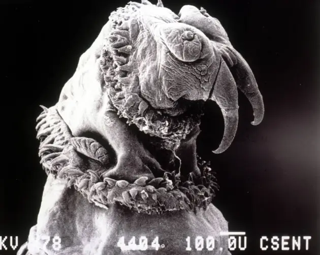 Microscope Images