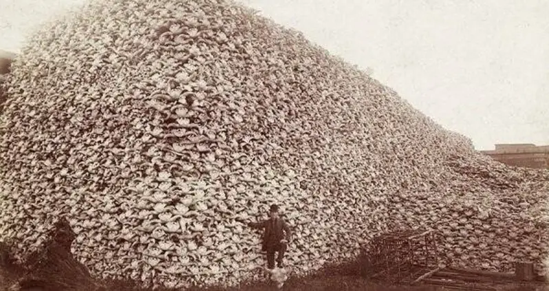 Haunting Photos Of The Mass Extermination That Almost Wiped Out The American Bison