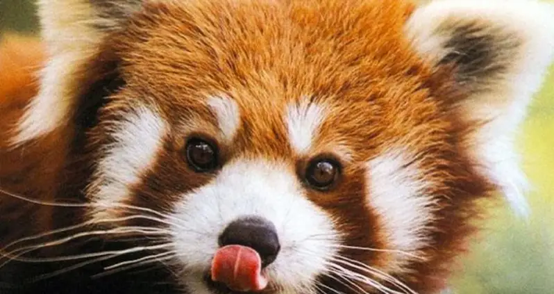 The Seven Cutest Animals In The World You’ve Never Seen
