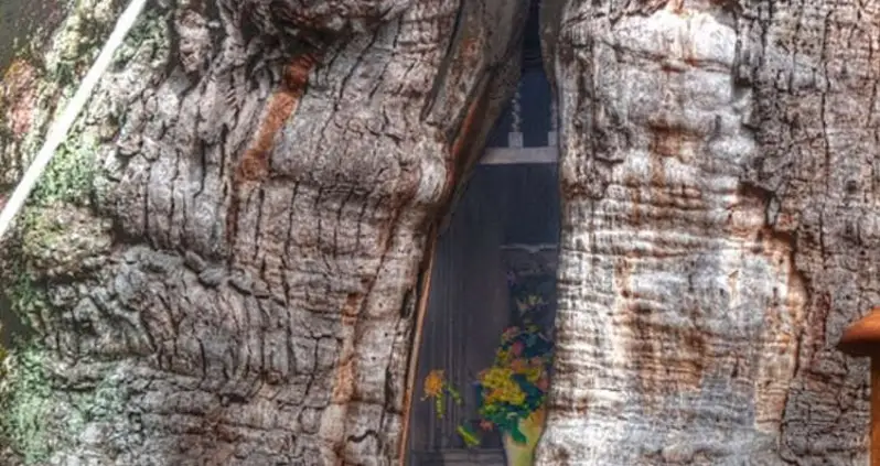 France’s Incredible Oak Chapel