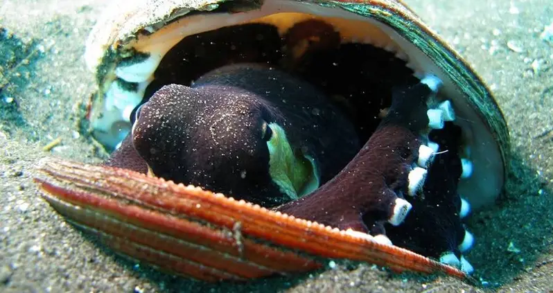 Meet The Coconut Octopus, The Coconut-Carrying, Bipedal Cephalopod