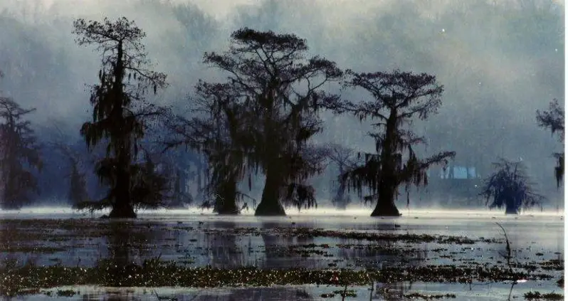 Five Amazing Sunken Forests