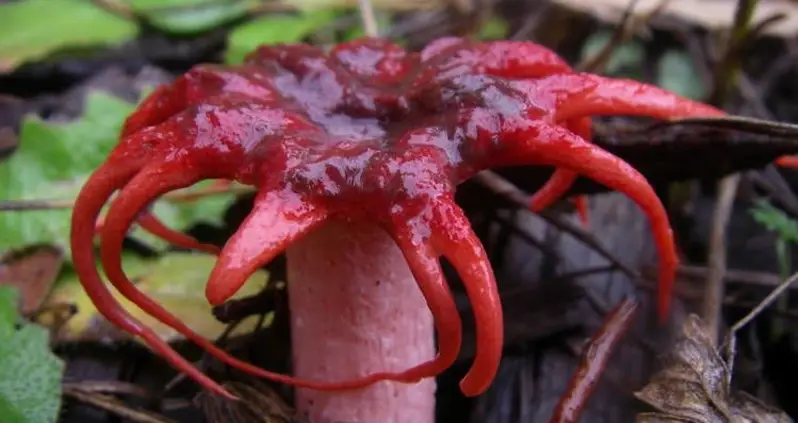 The World’s Largest And Smelliest Flowers