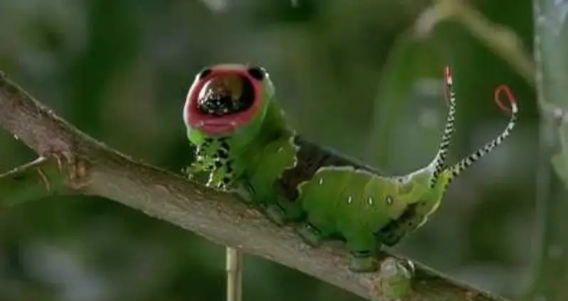 What We Love This Week, Volume V