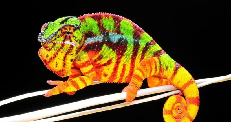The Most Incredibly Colorful Animals You’ve Probably Never Seen Before