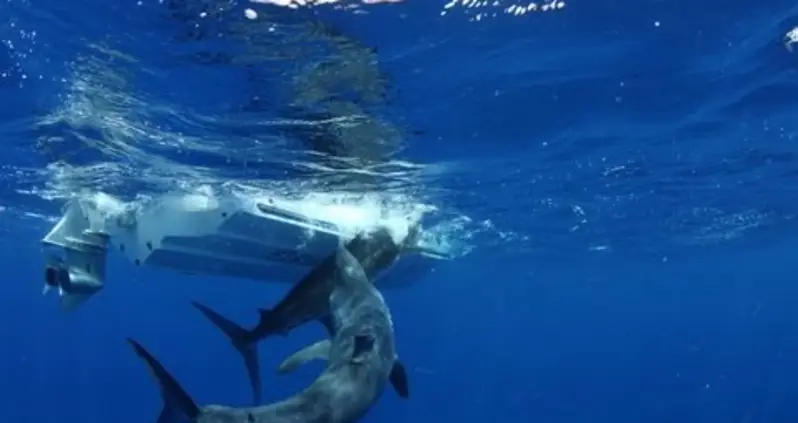 The Coolest Sharks In The World