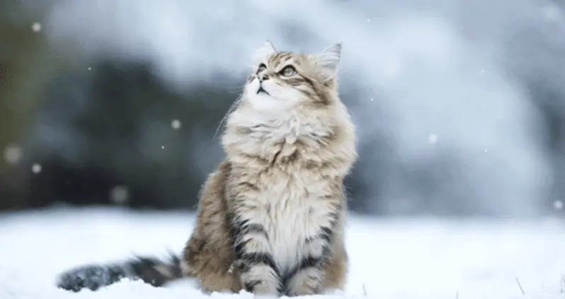 Forty Stunningly Beautiful Cinemagraphs