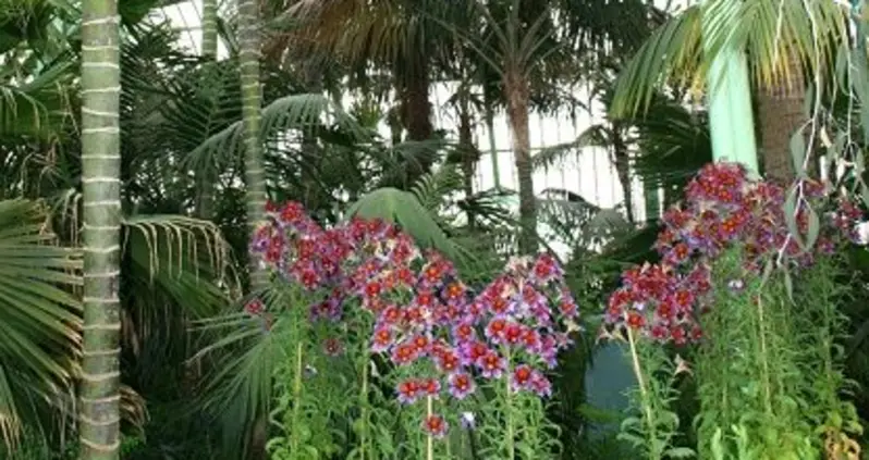 Belgium’s Royal Greenhouses of Laeken