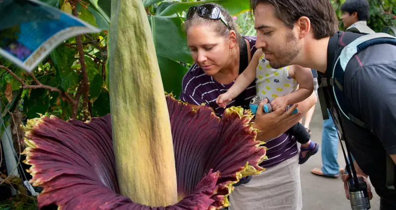 Stop And Smell The Corpse Flower, The Biggest Flower In The World