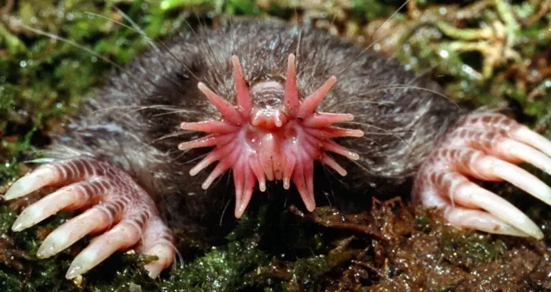 The Seven Ugliest Animals On Earth