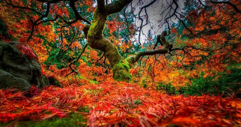 Portland’s Breathtaking Japanese Gardens