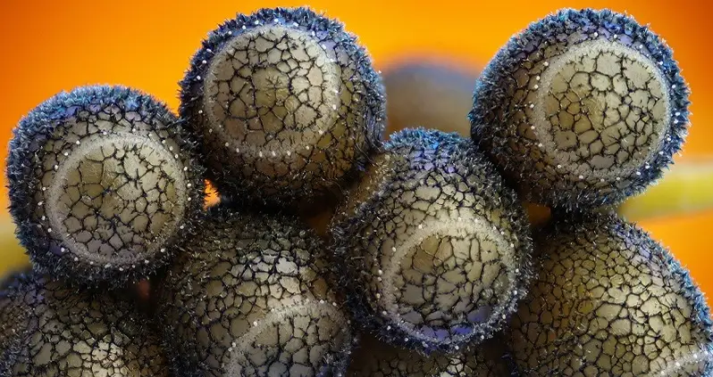 7 Totally Awesome (and Terrifying) Objects Under a Microscope