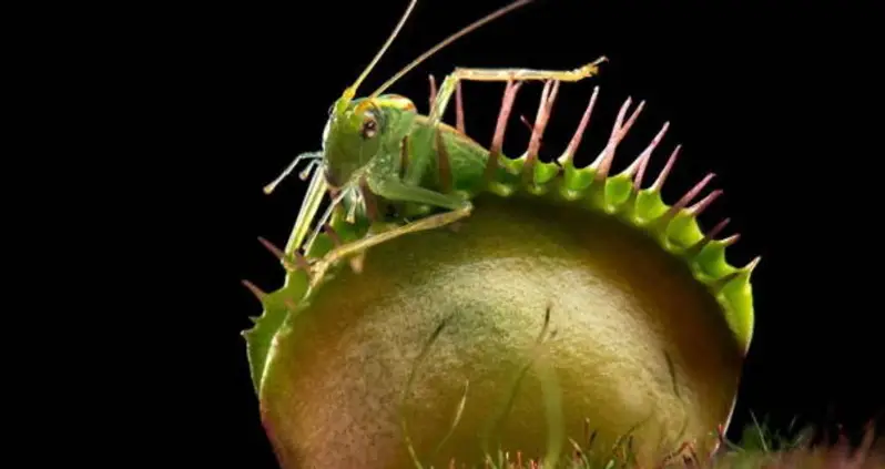 5 Carnivorous Plants You Wouldn’t Want To Mess With