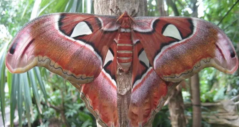 8 Of The World’s Weirdest And Most Beautiful Moth Species