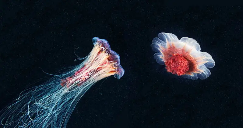 Alexander Semenov’s Stunning Deep Sea Photography