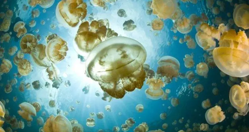 Jellyfish Lake And The Daily Dance Of 5 Million Golden Jellyfish