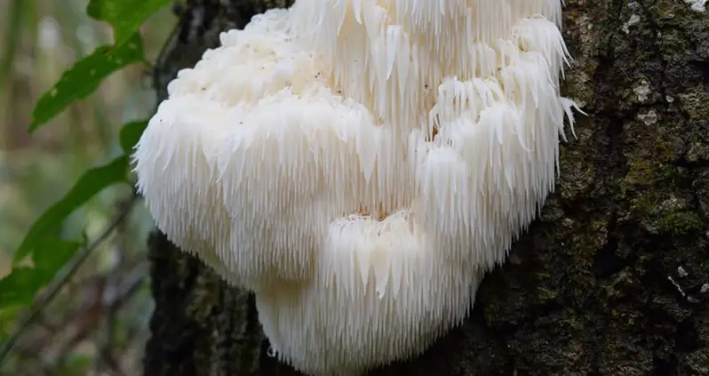 The 9 Weirdest Mushroom And Fungi Species In The World