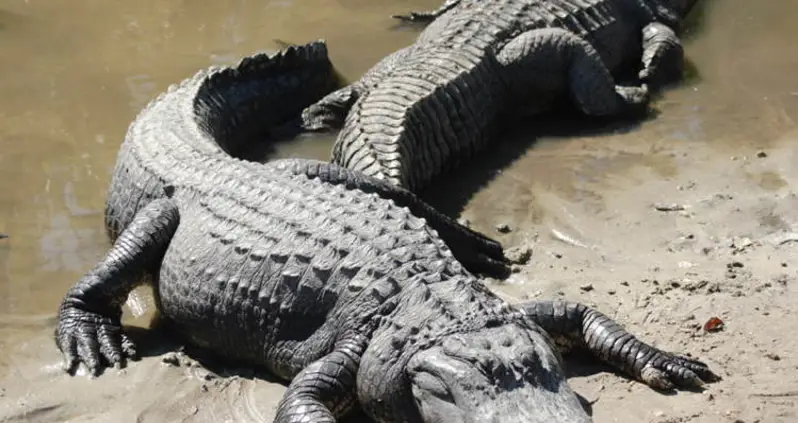 The 20 Craziest Laws In The United States