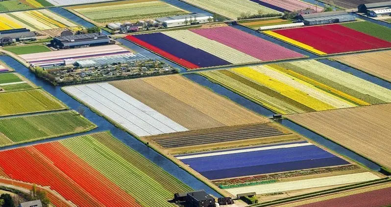 The World’s Most Beautiful Spring Blooms
