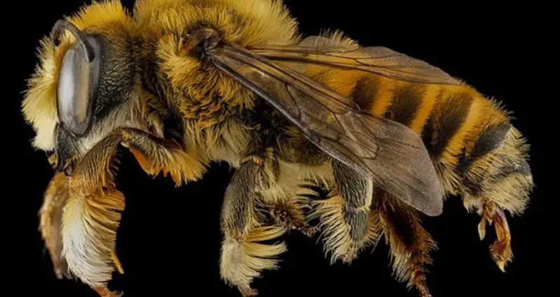 The Buzz On Sam Droege’s Macro Bee Photography