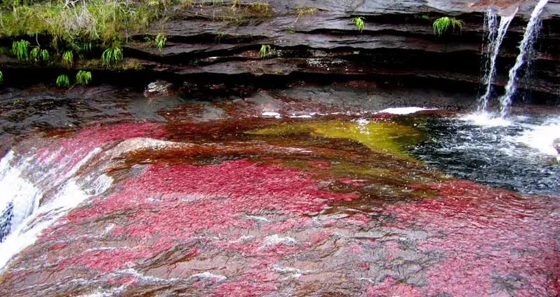 No, You’re Not On Drugs: Colombia’s River Of Five Colors Is Real