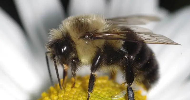 The Lifecycle Of A Queen (Bumble) Bee