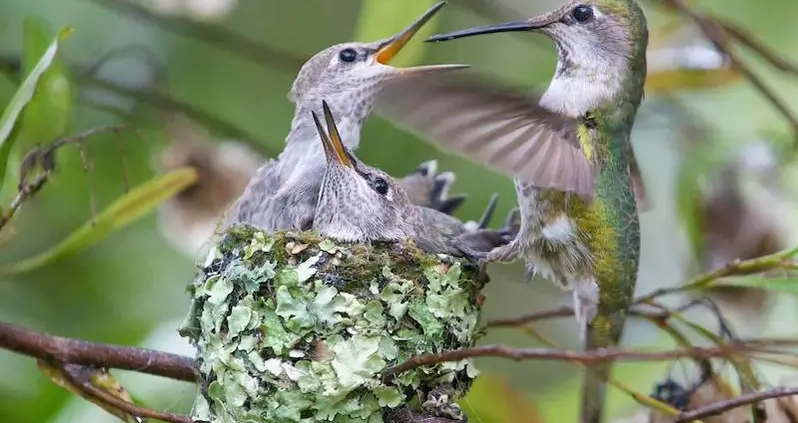 Baby Hummingbirds Grow Up So Fast