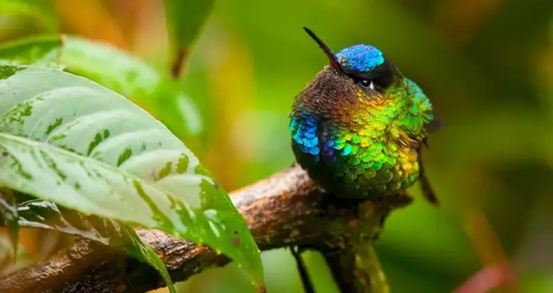 Hummingbirds Pack A Colorful Punch