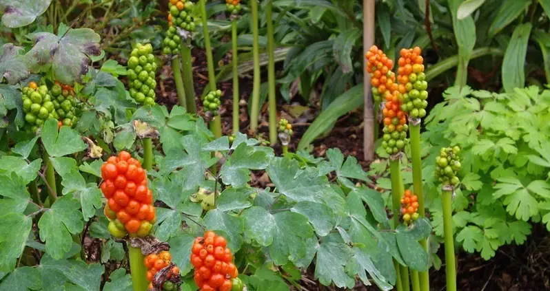 Don’t Stop and Smell These Flowers: The Poison Garden at Alnwick